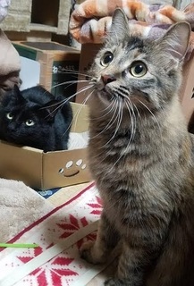 ふわ ジジ.jpg