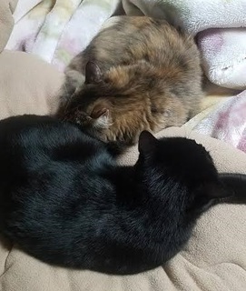 ふわ ジジ 2.jpg