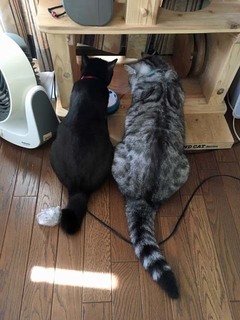 マル&アンジー7月A.jpg