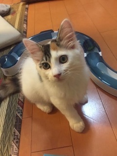 miko 5.jpg