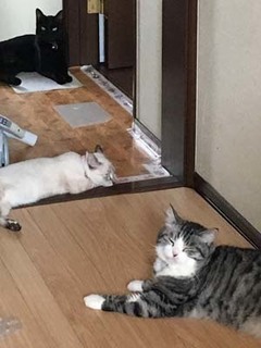 1709263にゃんず.jpg