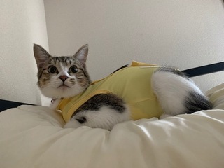 1術後服がお似合い.jpeg