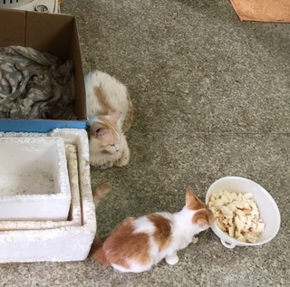 2018-09神流町3 2.jpg