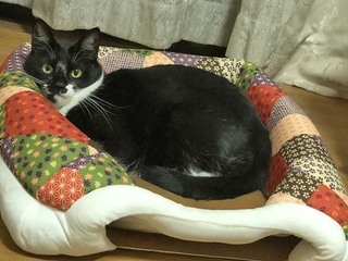 4秋にまた戻してクニャサイ.jpg