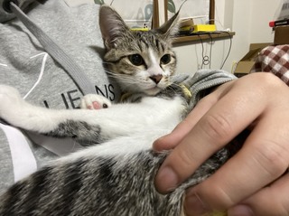 5今日はやっぱり抱っこ.jpeg