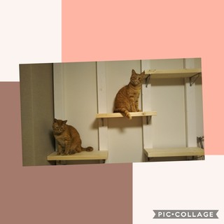 Collage 2019-04-30 21_45_00.jpg