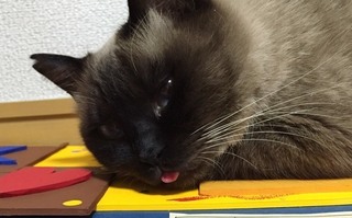 あちちのタンタン.jpg