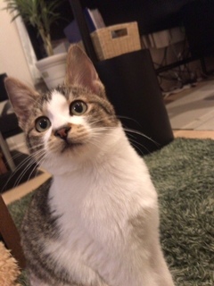 あんこ1.jpeg