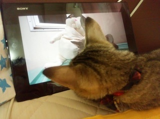 こたろう 5.jpg