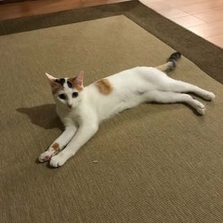 しらたま.jpeg