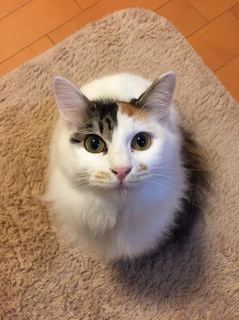 ショコラ 1.jpg
