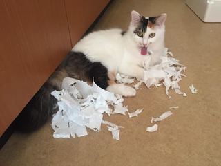 ショコラ 3.jpg
