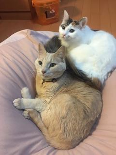 ショコラ 4.jpg