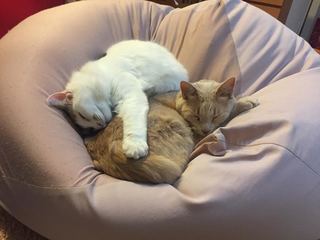 ショコラ 5.jpg