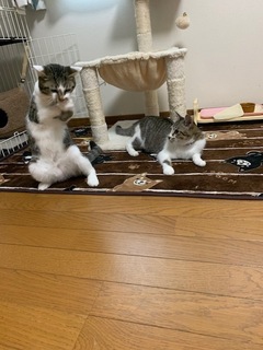 ストローエビ4.jpeg