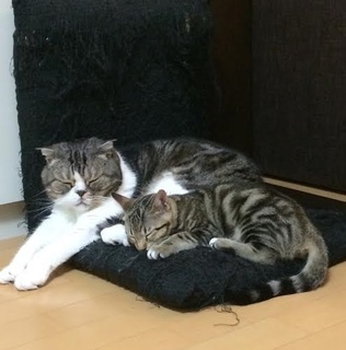 小鈴 4.jpg
