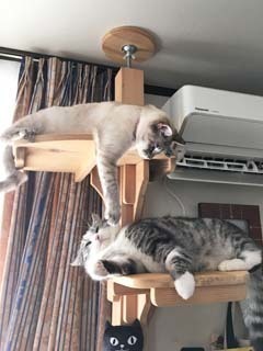 戯れるマルとシャロ1802.jpg