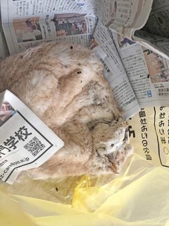 新聞と遺体.jpg