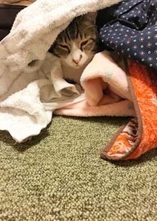 洗濯もの.jpg
