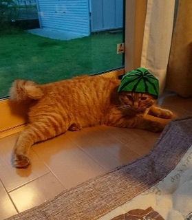 img20180721_174534.jpg