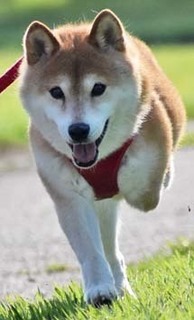 sumire32.jpg