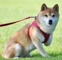 sumire35.jpg