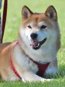 sumire37.jpg