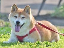 sumire38.jpg